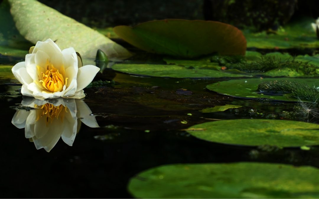 Tips voor een vijver in de tuin