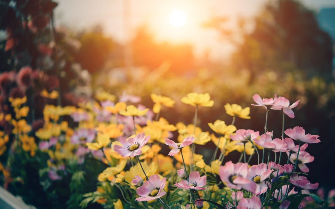 Tips voor je tuin in de zomer