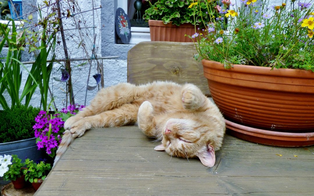 3 tips om je houten tuintafel zo lang mogelijk mooi te houden