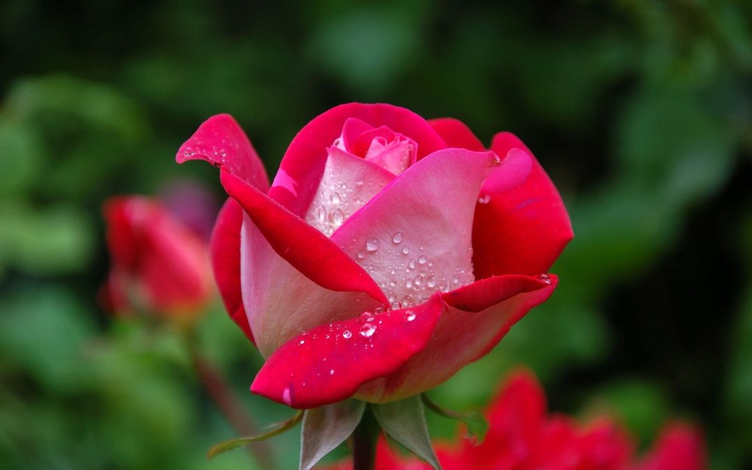 Bloemen bezorgen: altijd een fijne verrassing