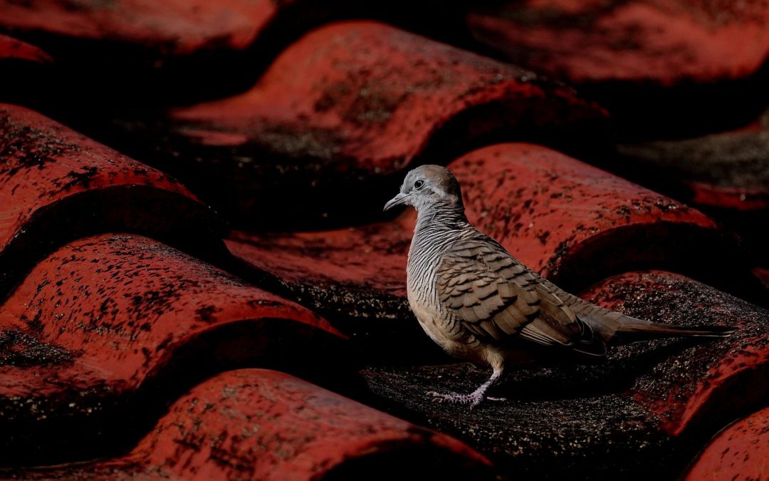 Dakonderhoud: het geheim achter een langdurig dak